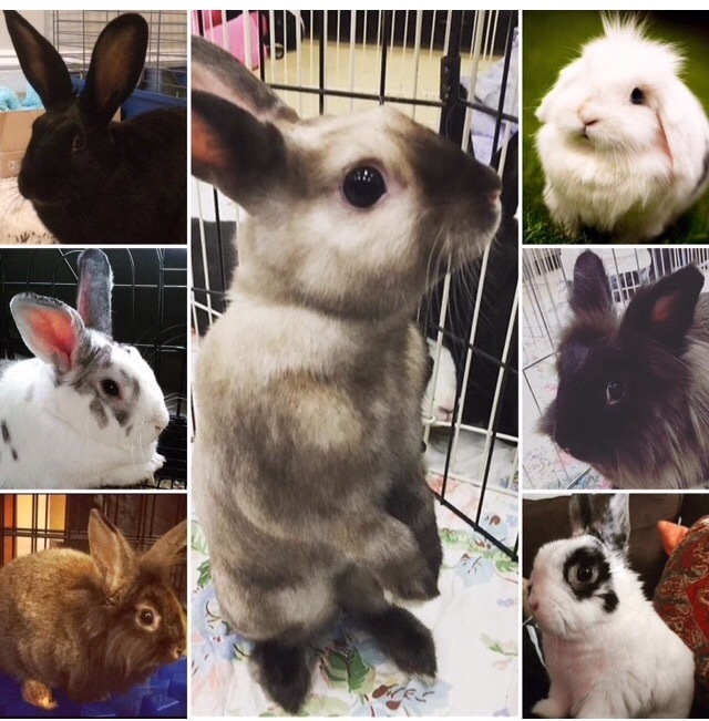 Find your forever bun today.