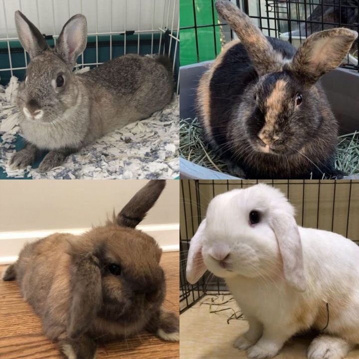 Rabbits waiting for their furever homes