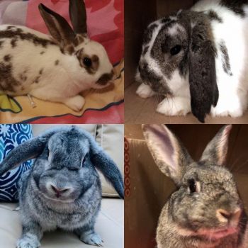 Rescue rabbits of NYC and northern Jersey