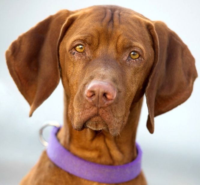 2nd Chance Vizsla Rescue, Inc.