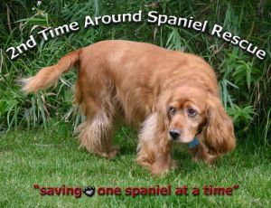 2nd Time Around Dog  Rescue & Rehabilition