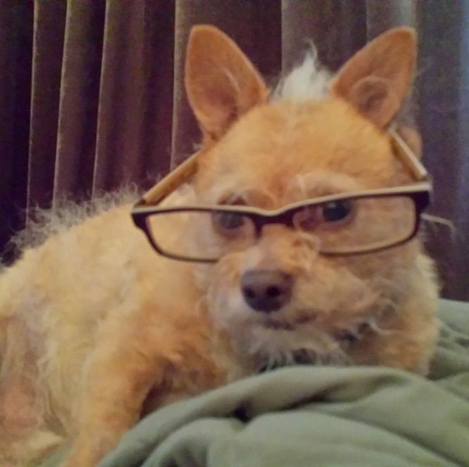 Endless Pawsibilities