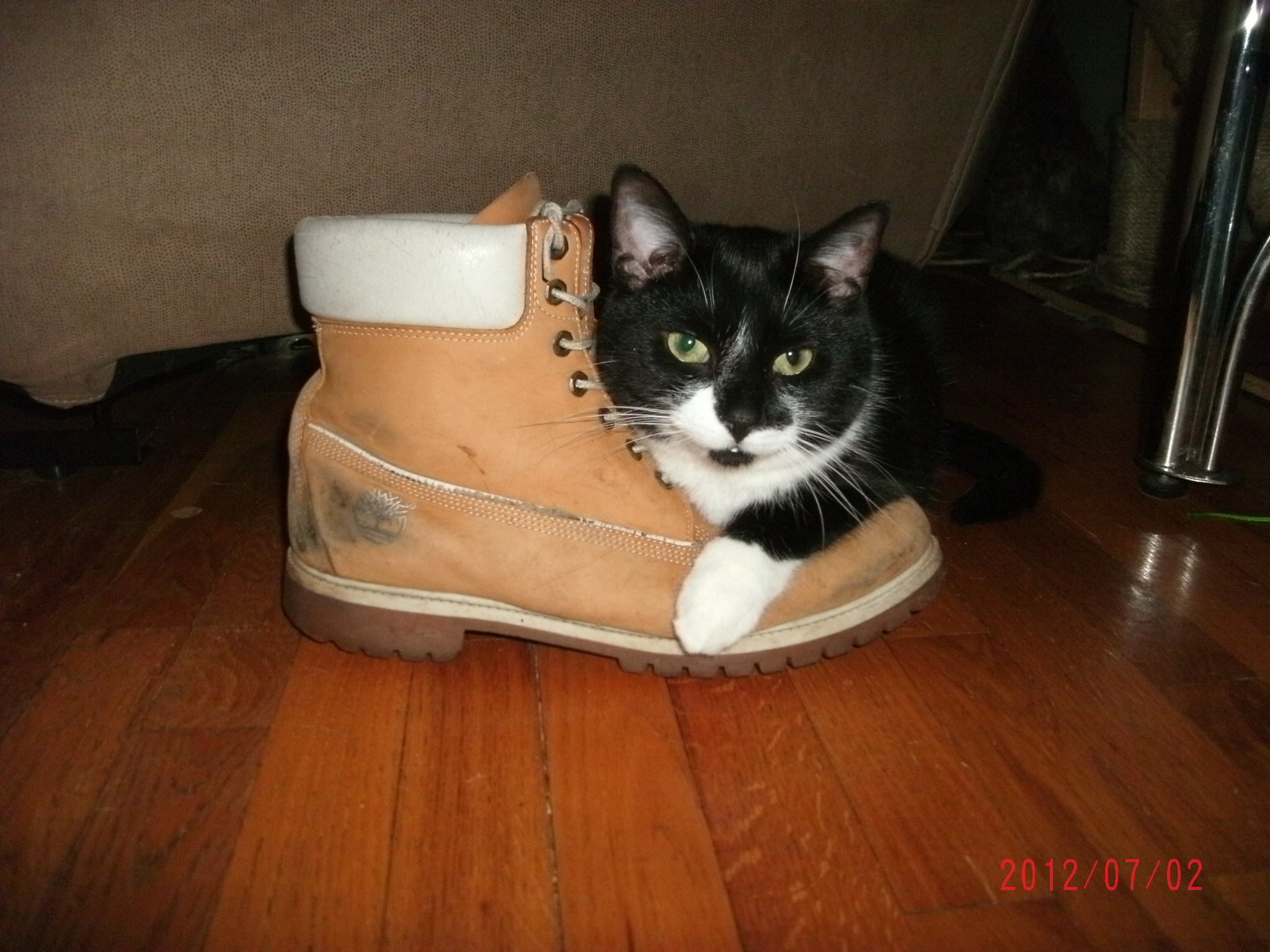 Cat timbs cheap