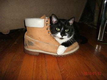 Cat timbs sale