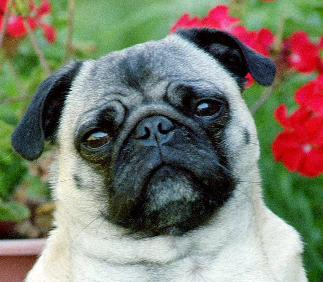 Wichita Pug Rescue