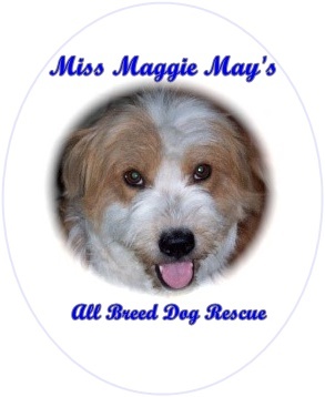 Pets for Adoption at Miss Maggie May's Rescue, in Tucson ...