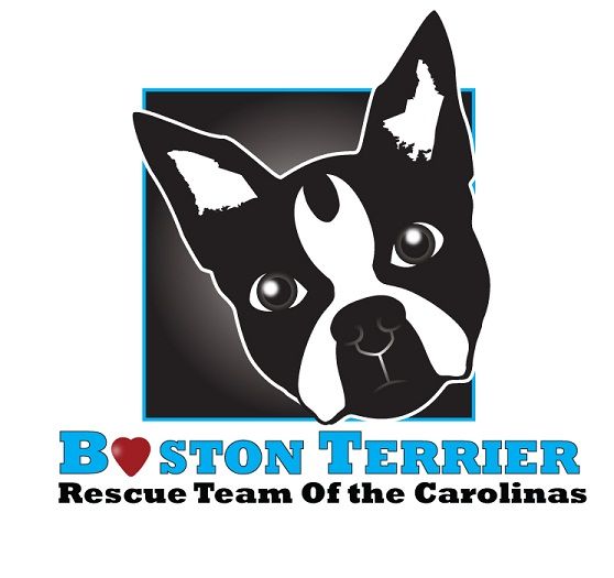 Pets for Adoption at BTRTOC, Inc. (Boston Terrier Rescue