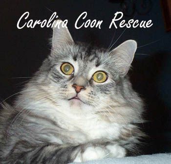 Carolina Coon Rescue