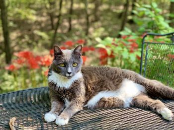 Smokey, rescued from a church! Amen!