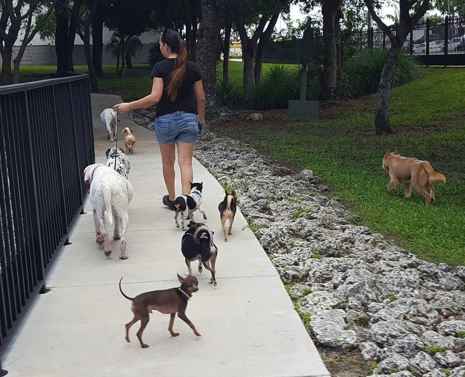 Pets for Adoption at Xtreme Rescue Inc., in Homestead, FL ...