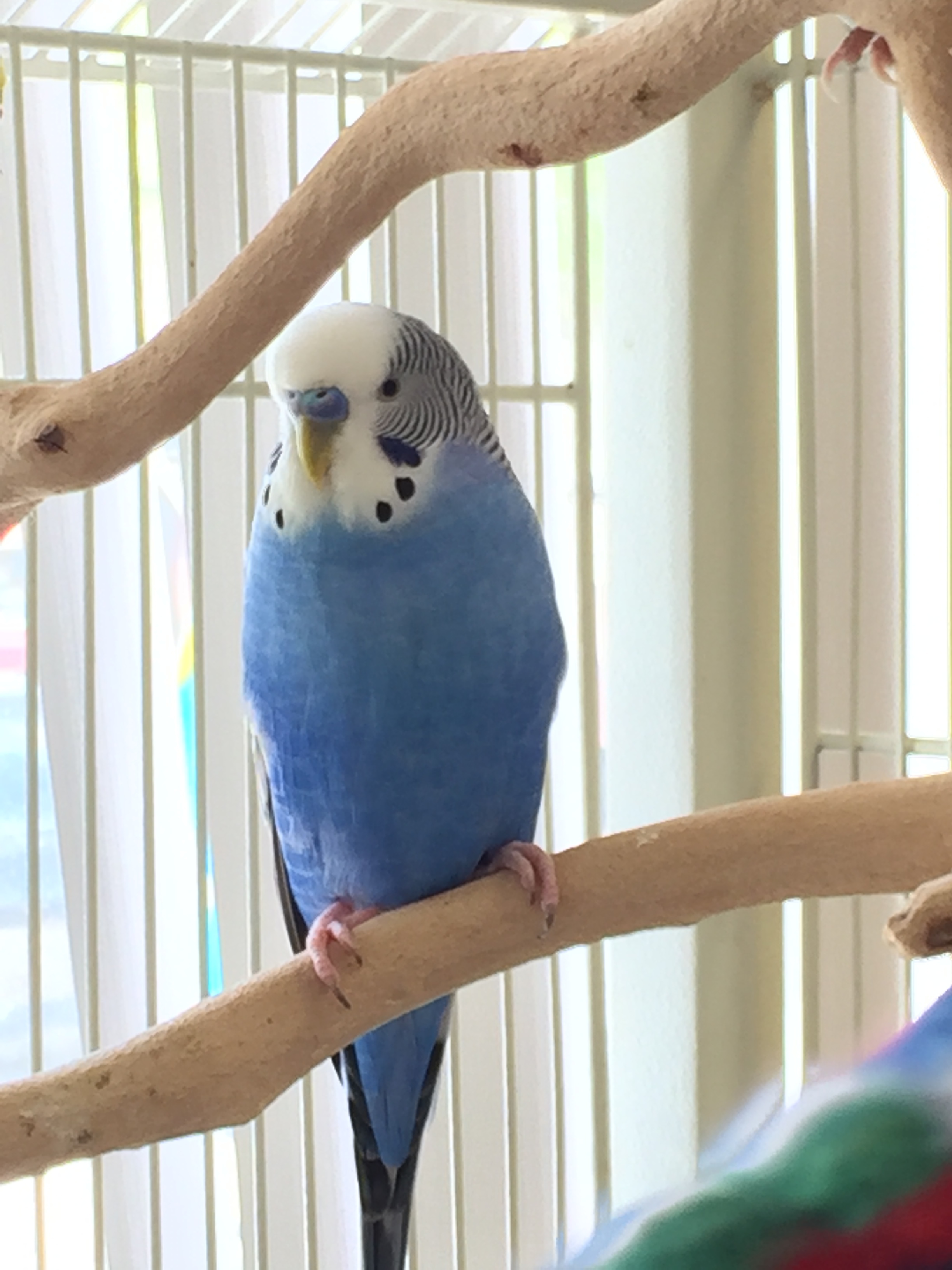 Pets For Adoption At Rhode Island Parrot Rescue In Warwick Ri Petfinder