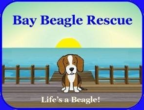 Bay Beagle Rescue