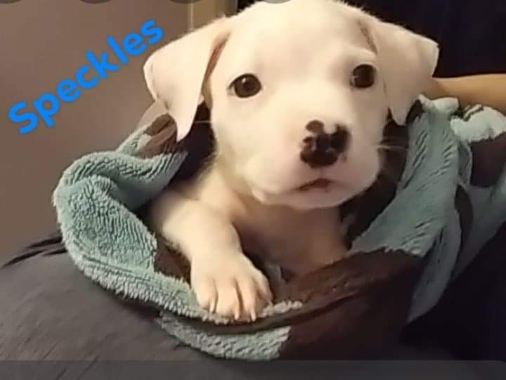 Pets for Adoption at C Dog Run, Inc, in Crestview, FL Petfinder