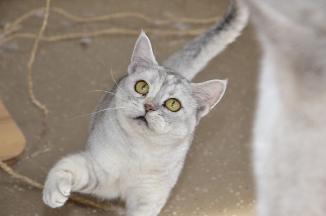 All About Animals Rescue