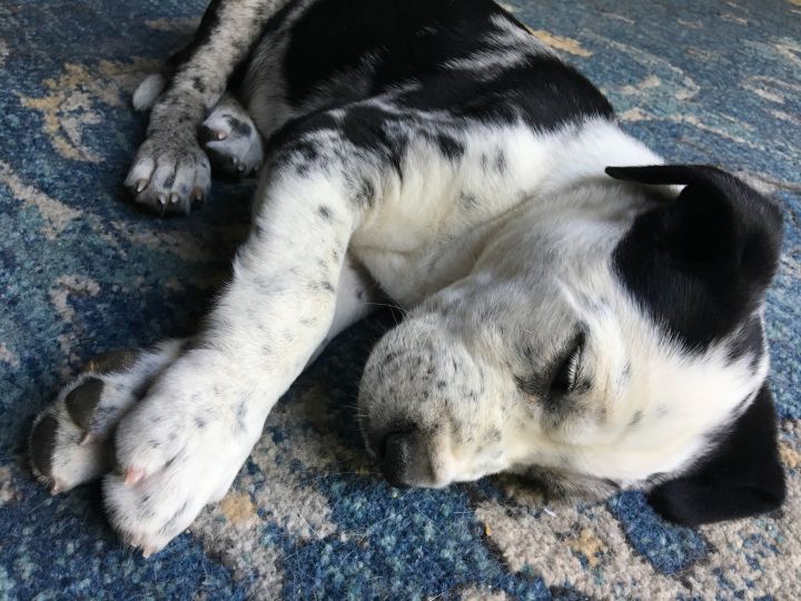 Beautiful dogs?  Of course!