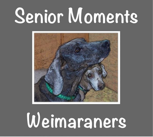 Senior Moments Weimaraners, Inc.