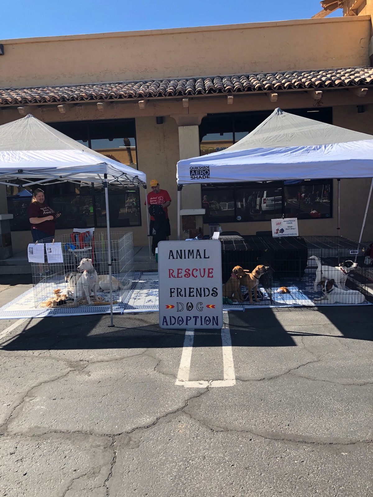 Pets for Adoption at Animal Rescue Friends, Ltd., in Mesa ...