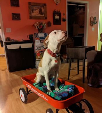 Luka waits patiently for a family of his own.