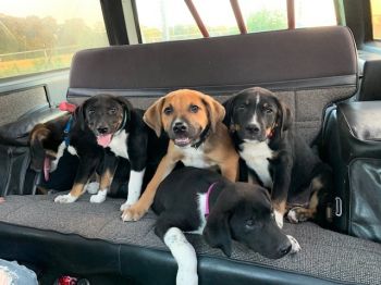 5 puppies abandoned in a box
