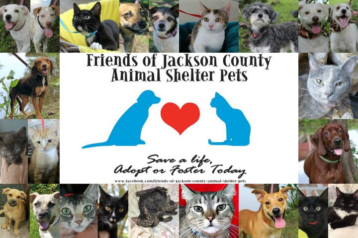 Jackson store county spca