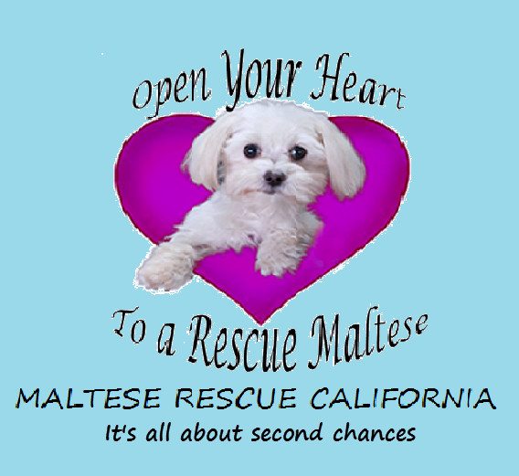 Maltese Rescue California