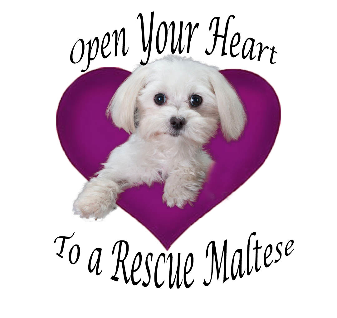 Adopt a maltese hot sale puppy for free