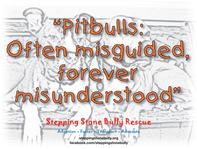 Stepping Stone Bully Rescue