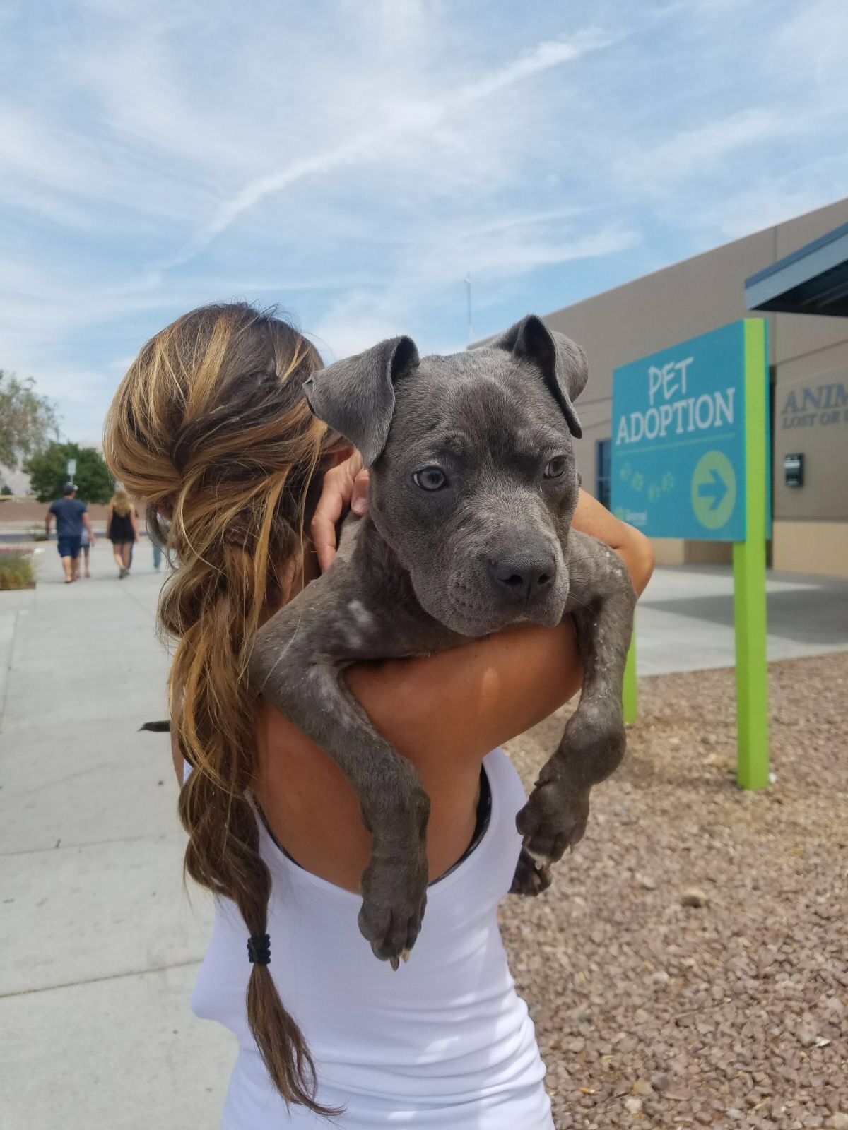 Pets for Adoption at Doggie Rescue LV/Animal Help Alliance ...