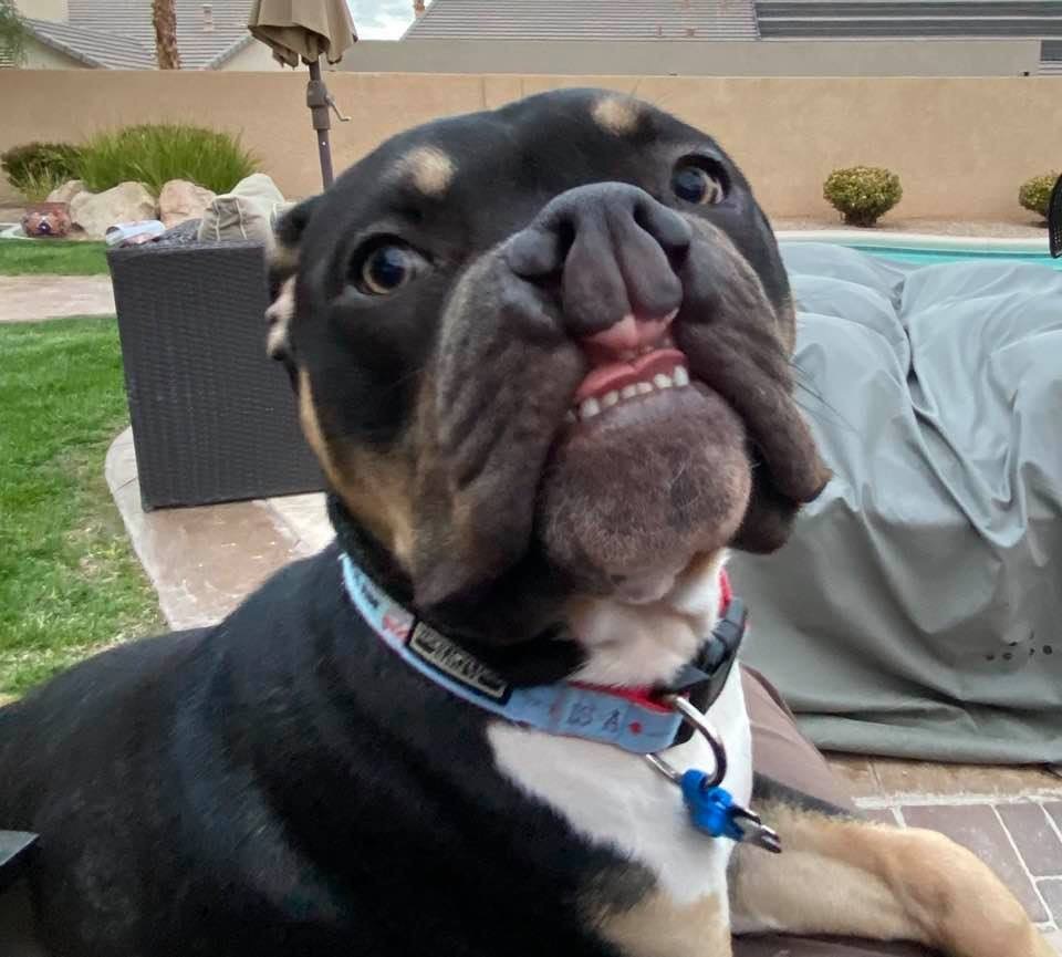 Pets for Adoption at Doggie Rescue LV/Animal Help Alliance, in Las