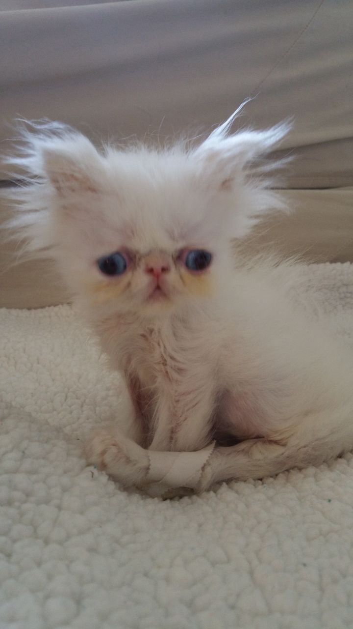 persian cat adoption nashville tn