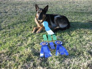 Arizona K9 Rescue