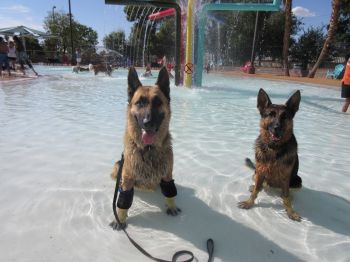 Doggie Dive In event