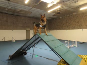 Agility training.