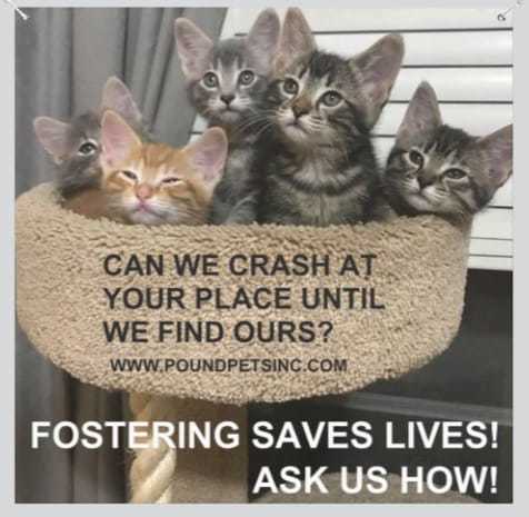 Foster Homes Needed for Cats & Kittens