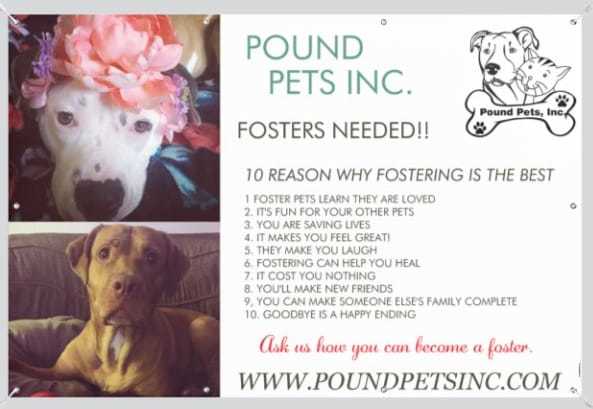 Foster Home Needed for Dogs