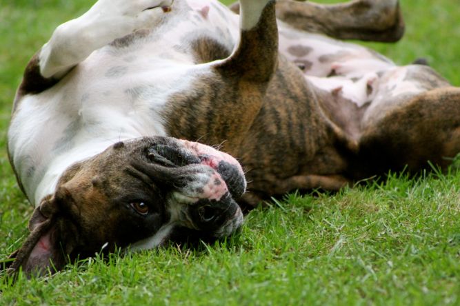 MustLuvBoxers Rescue