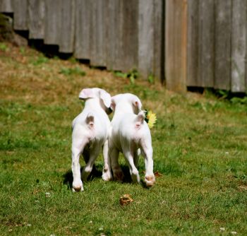 Boxer booties