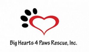 Big Hearts 4 Paws Rescue