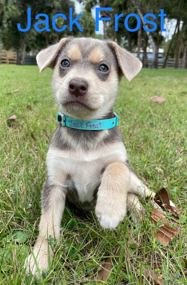 Pets For Adoption At Big Hearts 4 Paws Rescue In Wellington Fl Petfinder