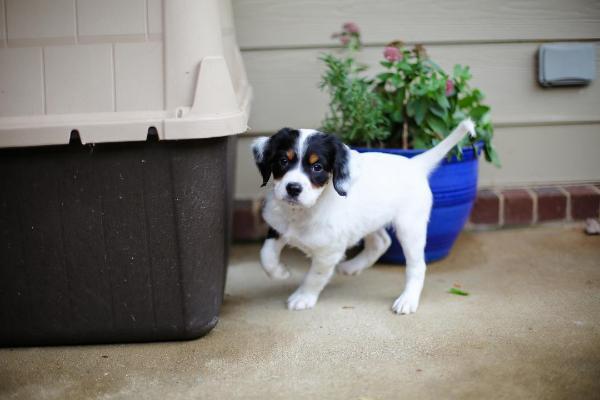 A Better English Setter Rescue