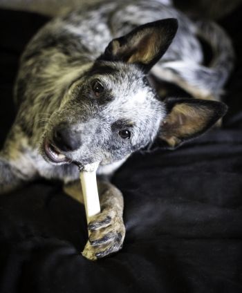 Deaf dogs hear with their heart.