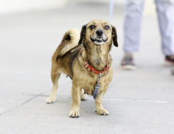 Bindi smiling after life saving surgery.