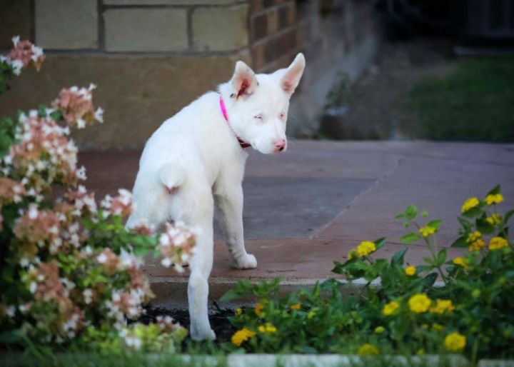 Piglet - a deaf/blind aussie mix.  Adopted!