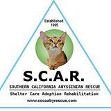Southern California Abyssinian Rescue (SCAR)