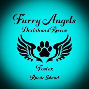 Furry Angels Dachshund Rescue