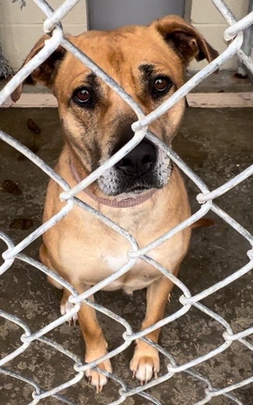 Chesterfield County Animal Services