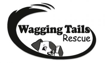 www.waggingtailsrescue.org