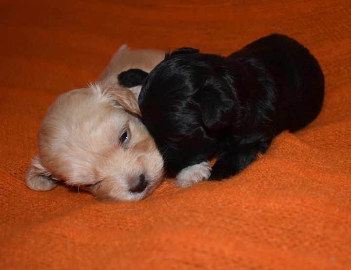 Puppies napping in their foster home