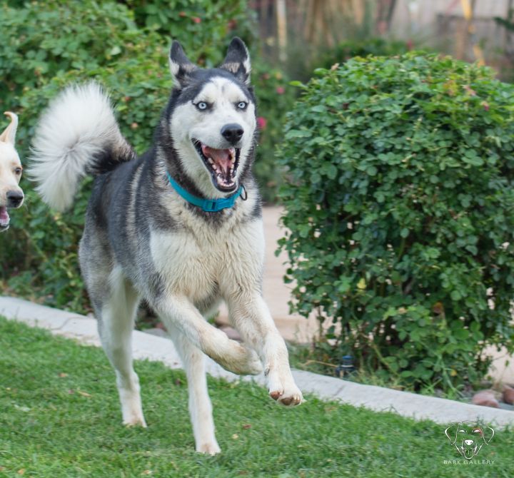 Happy to be out of the shelter and in foster