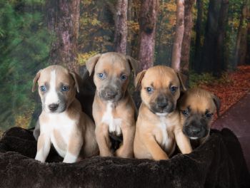 One of our previous litters